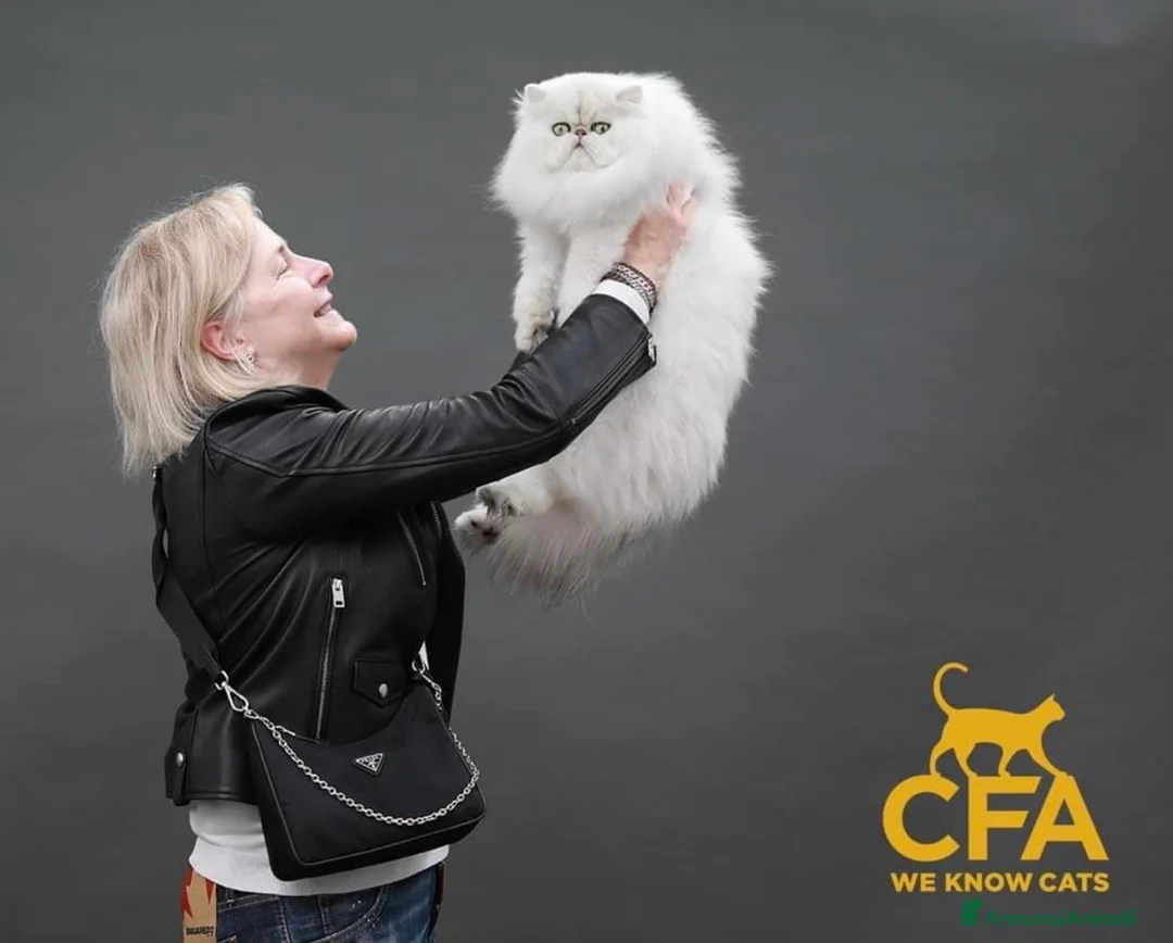 Immagine della galleria {{count}}