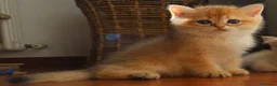 British gatti in vendita: Gattini BRITISH GOLDEN SHORTHAIR  - Annuncio 16