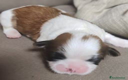 Shih Tzu cani in vendita: Cuccioli di shitzu a Provincia di Cuneo - Immagine 7