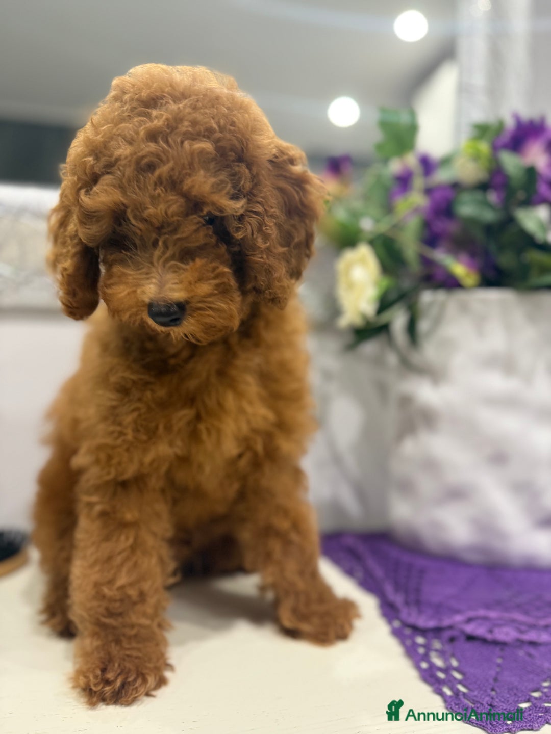 Barboncino cani in vendita: Barboncini nanetti 🐩🐩🐩 - Immagine 1