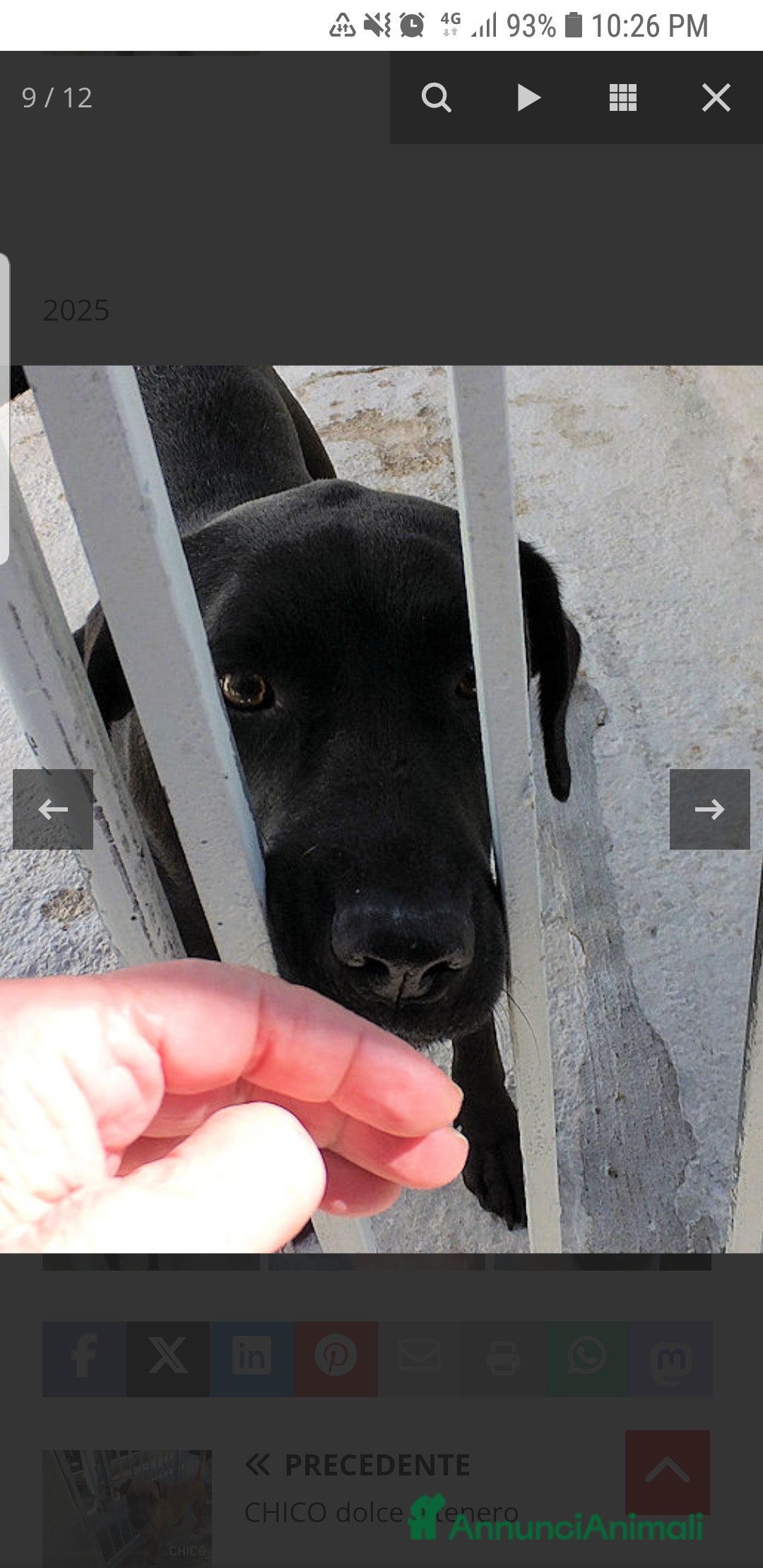 Labrador cani in regalo: ADOZ.DEL CUORE:scaricata instrada da 2 anni in box - Annuncio 2