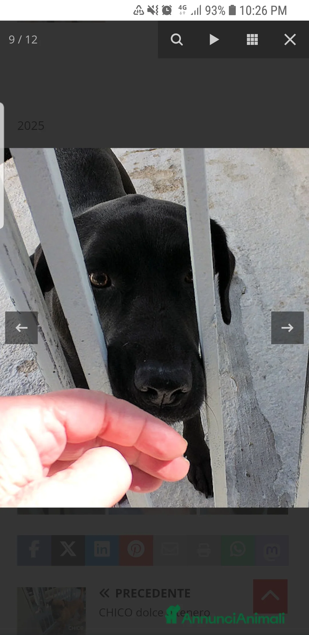 Labrador cani in regalo: ADOZ.DEL CUORE:scaricata instrada da 2 anni in box - Annuncio 2