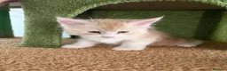 Maine Coon gatti in vendita: Cucciolo di Maine Coon mashie  - Annuncio 6
