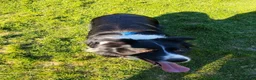 Border Collie cani per accoppiamento: Accoppiamento  - Annuncio 4