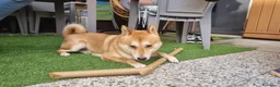 Shiba Inu cani in regalo: Kiko 6 anni cerca famiglia  a Provincia di Ferrara - Annuncio 3