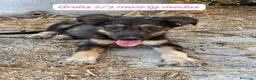 Meticcio cani in regalo: Trovatelli cercano urgentemente casa  a Provincia di Monza e della Brianza - Annuncio 5