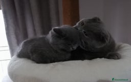 Scottish gatti in vendita: Scottish/british a Città Metropolitana di Torino - Immagine 2