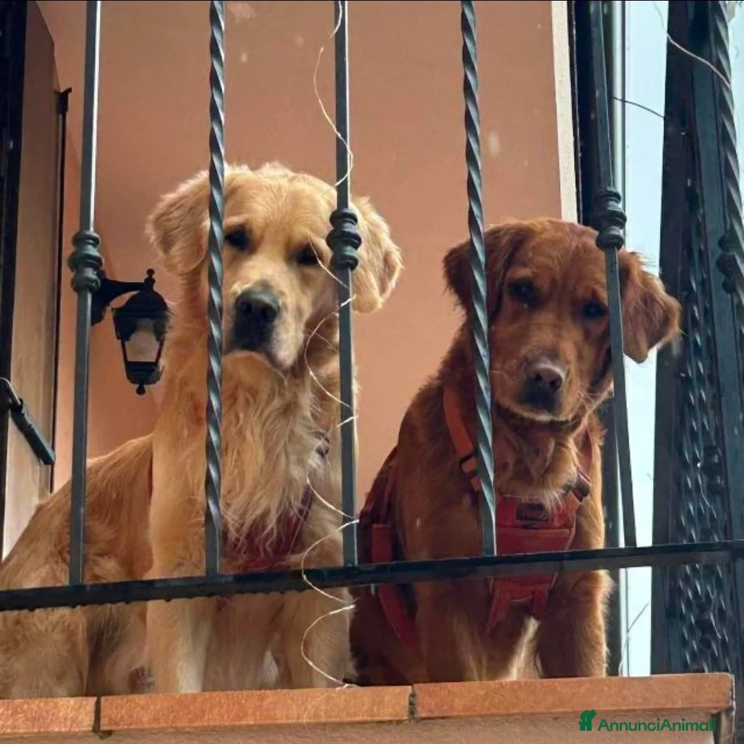Golden Retriever cani in vendita: Splendidi cuccioli di Golden Retriever  a Provincia di Foggia - Annuncio 3