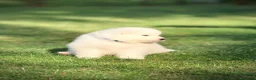 Samoiedo cani in vendita: Cuccioli di Samoiedo - Annuncio 2