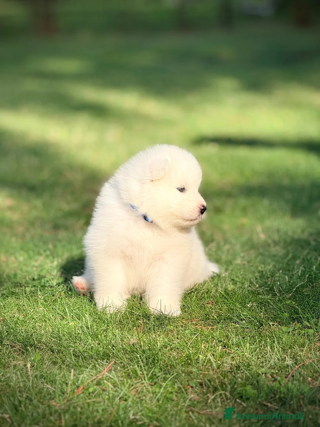 Samoiedo cani in vendita: Cuccioli di Samoiedo - Annuncio 2