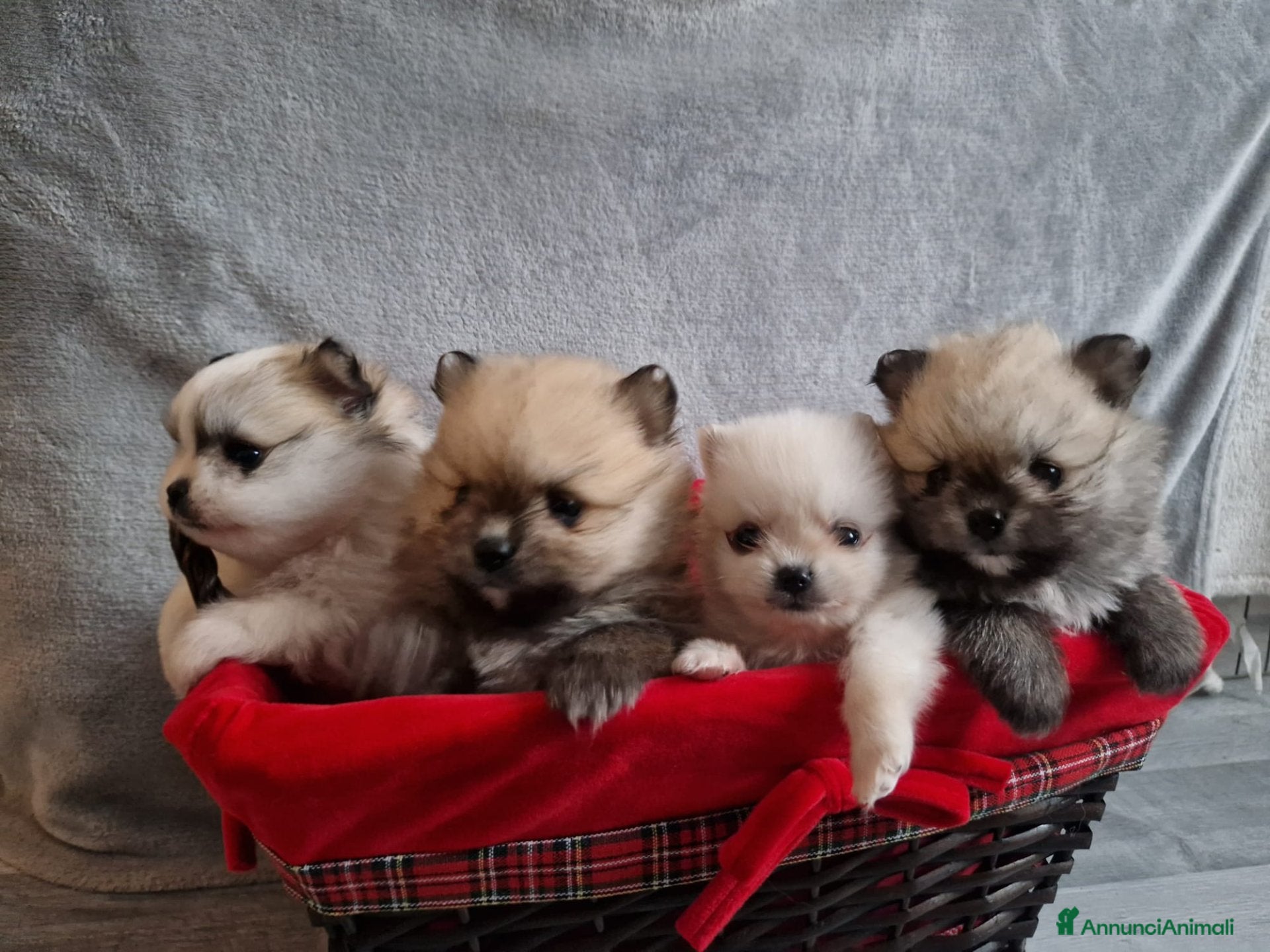 Volpino Pomerania cani Orsacchiotto di Pomerania in vendita a Città metropolitana di Milano - Annuncio 5