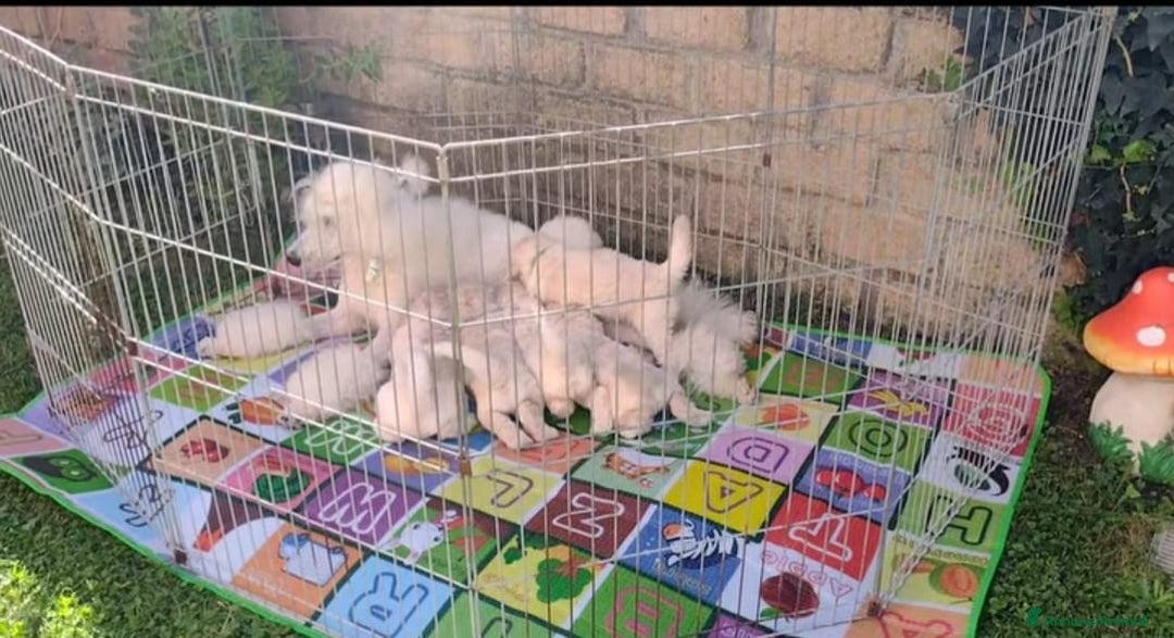 Barbone cani in vendita: Cuccioli di Barboncino con Pedigree ENCI 🐩 a Città metropolitana di Roma Capitale - Annuncio 2