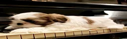 Shih Tzu cani in vendita: Schitzu il tuo batuffolo di gioia ti aspetta  - Annuncio 15