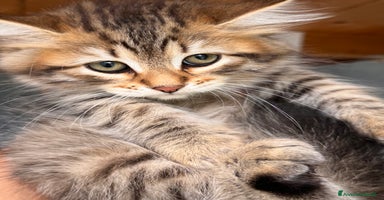 Siberiano gatti a Provincia di Brescia - Annuncio 4