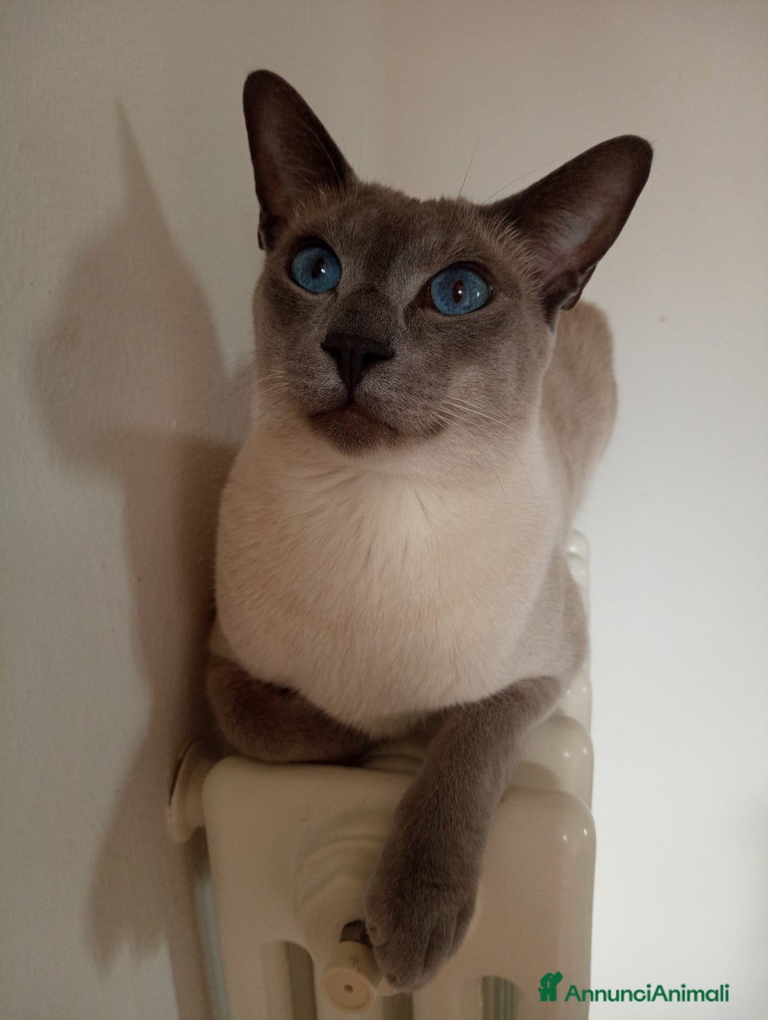 Thai gatti in vendita: Thai, tipo tradizionale di Siamese, Pedigree - Annuncio 2