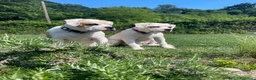 Bulldog cani in vendita: American Buldog - Annuncio 3
