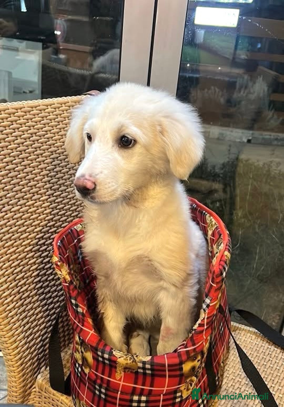 Meticcio cani in regalo: Cucciolo 3 mesi e mezzo vaccinato - Annuncio 2