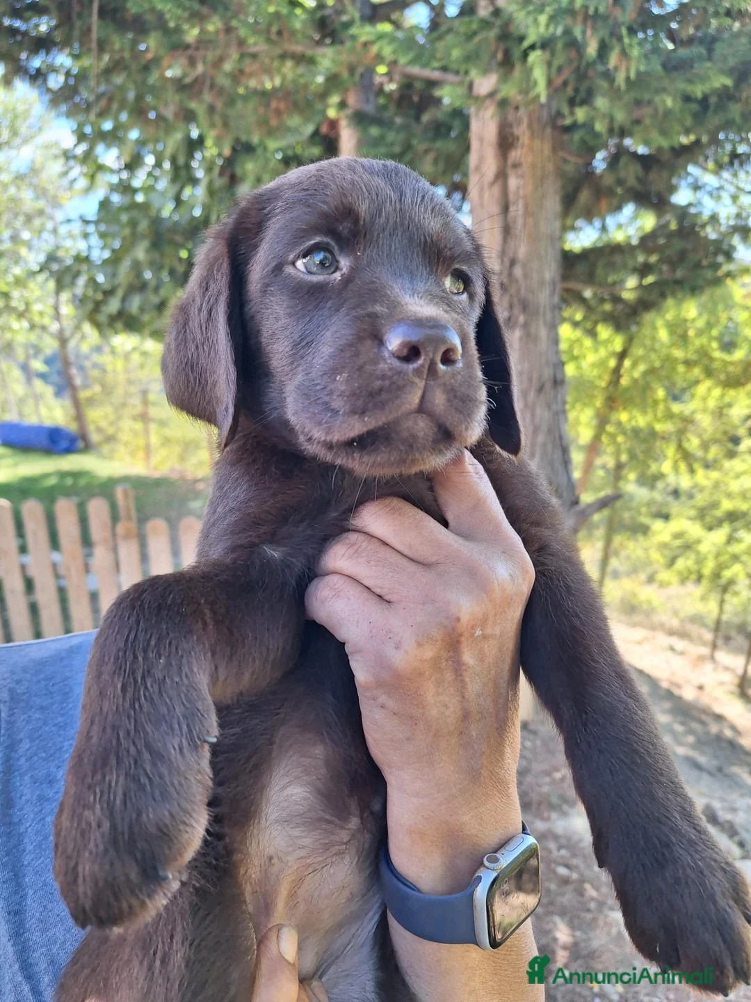 Labrador cani in vendita: Cuccioli Labrador cioccolato  a Città Metropolitana di Bologna - Annuncio 8