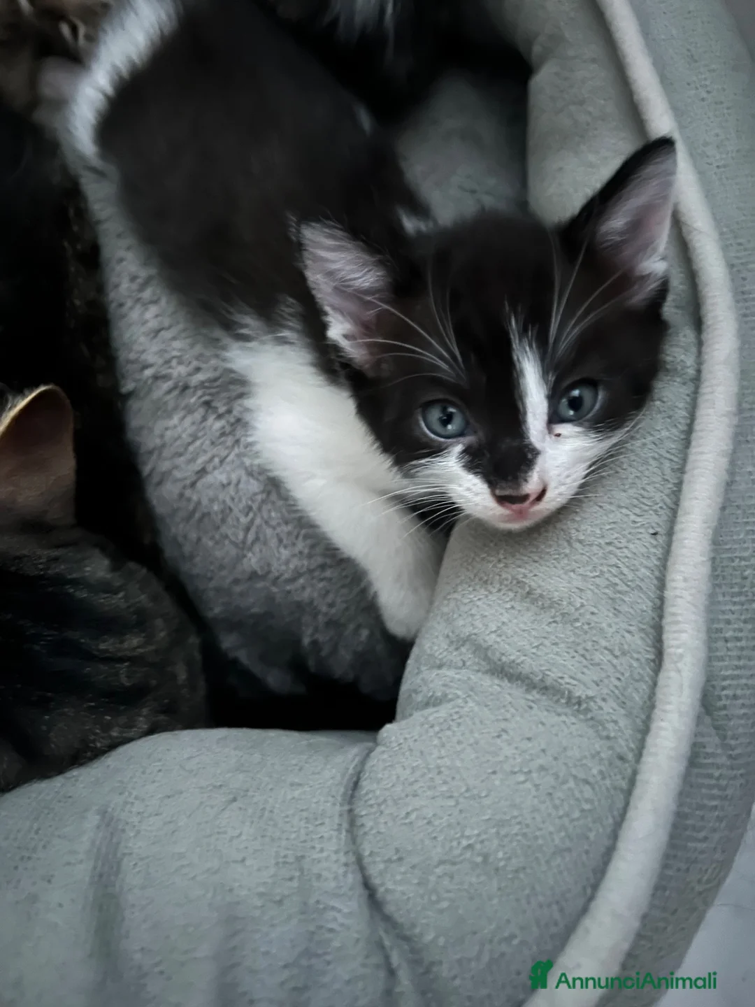 Europeo gatti in regalo: Gattini europei a Provincia di Cremona - Annuncio 6
