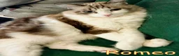 Altre razze gatti in regalo: ROMEO DOLCISSIMO - Annuncio 1
