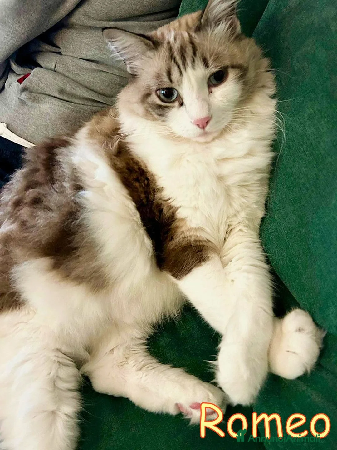 Altre razze gatti in regalo: ROMEO DOLCISSIMO - Annuncio 1