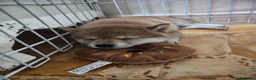 Shiba Inu cani in vendita: Cucciola Shiba Inu  - Annuncio 2
