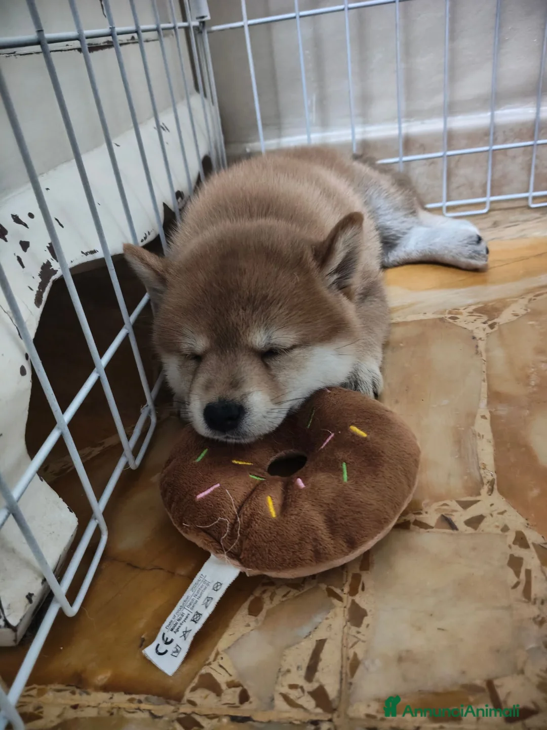 Shiba Inu cani in vendita: Cucciola Shiba Inu  - Annuncio 2
