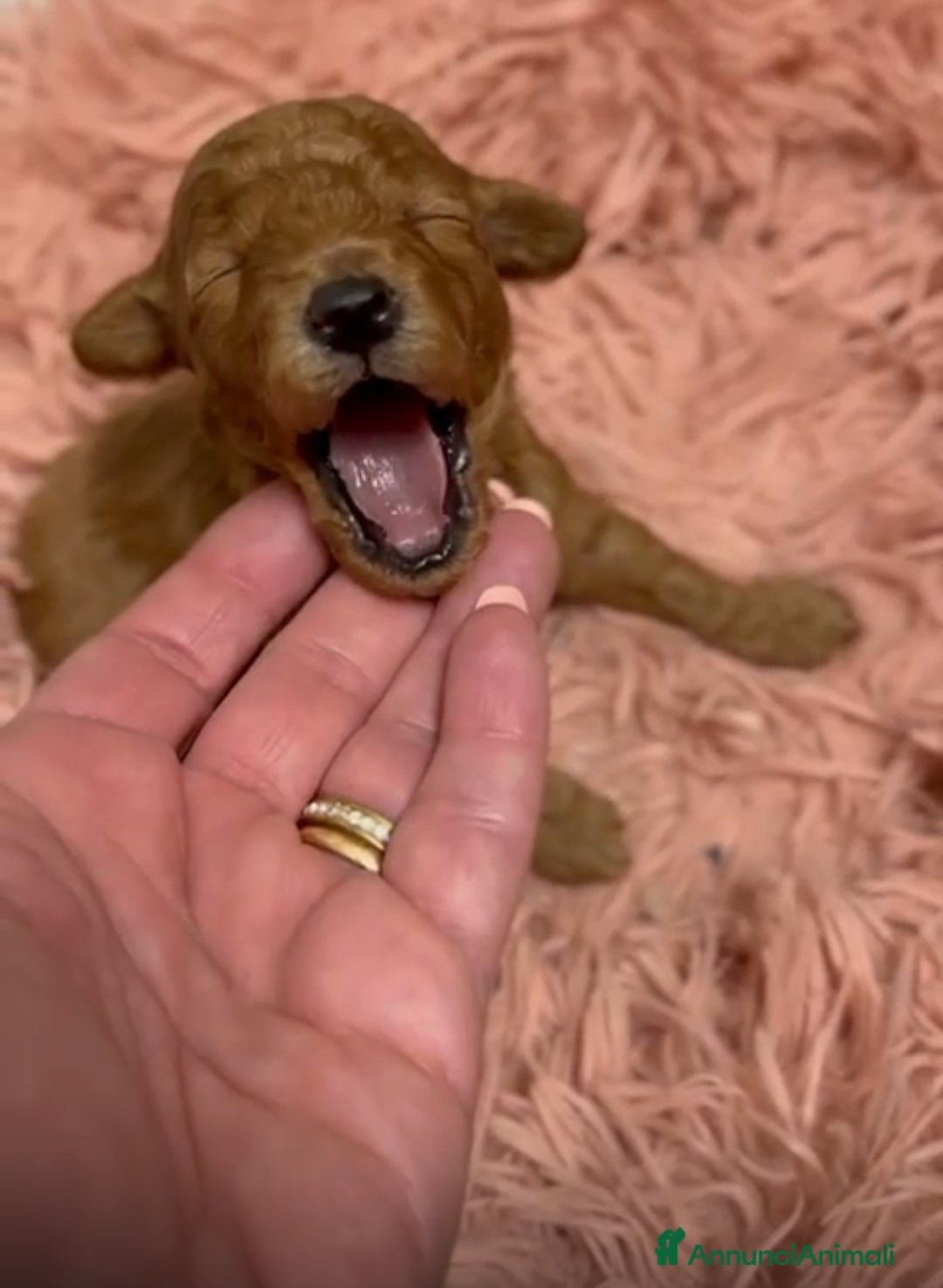 Barboncino cani in vendita: Barboncini cuccioli  a Provincia di Treviso - Annuncio 8