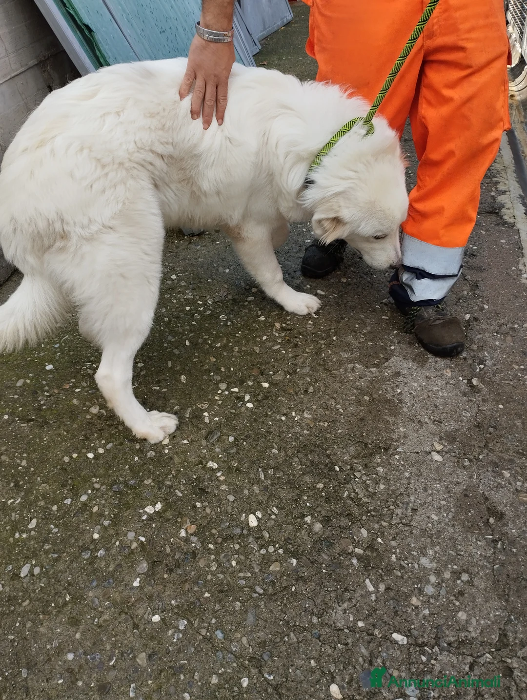 Pastore Maremmano cani in regalo: Meraviglioso White! a Provincia di Viterbo - Annuncio 4