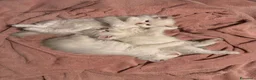 Siberiano gatti in vendita: Gattini siberiani  ipoanallergici  - Annuncio 3