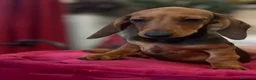 Bassotto cani in vendita: Cucciolo bassotto kaninchen/nano - Annuncio 14