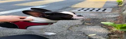 Bulldog Francese cani in vendita: Cucciola bulldogue francese cerca casa a Provincia di Como - Annuncio 2