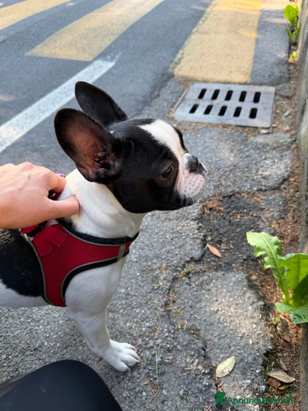 Bulldog Francese cani in vendita: Cucciola bulldogue francese cerca casa a Provincia di Como - Annuncio 2