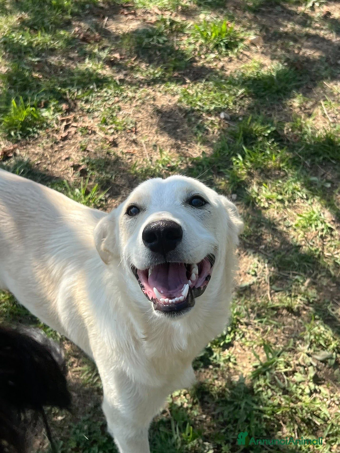 Meticcio cani Pluto - Annuncio 4