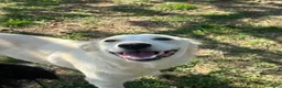 Meticcio cani in regalo: Pluto a Provincia di Savona - Annuncio 1