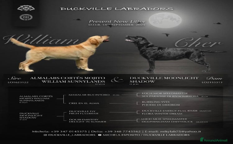 Labrador cani - Annuncio 3