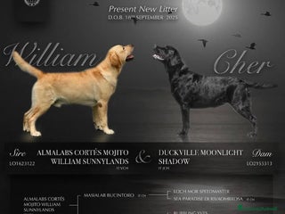 Labrador cani Labrador cuccioli - Annuncio 19