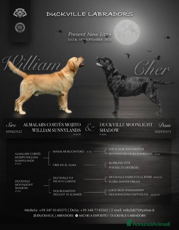 Labrador cani - Annuncio 2