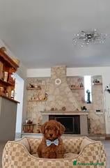 Barboncino Toy cani in vendita: Barboncino toy - Annuncio 36
