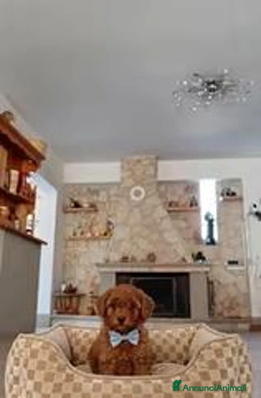 Barboncino Toy cani in vendita: Barboncino toy - Annuncio 1