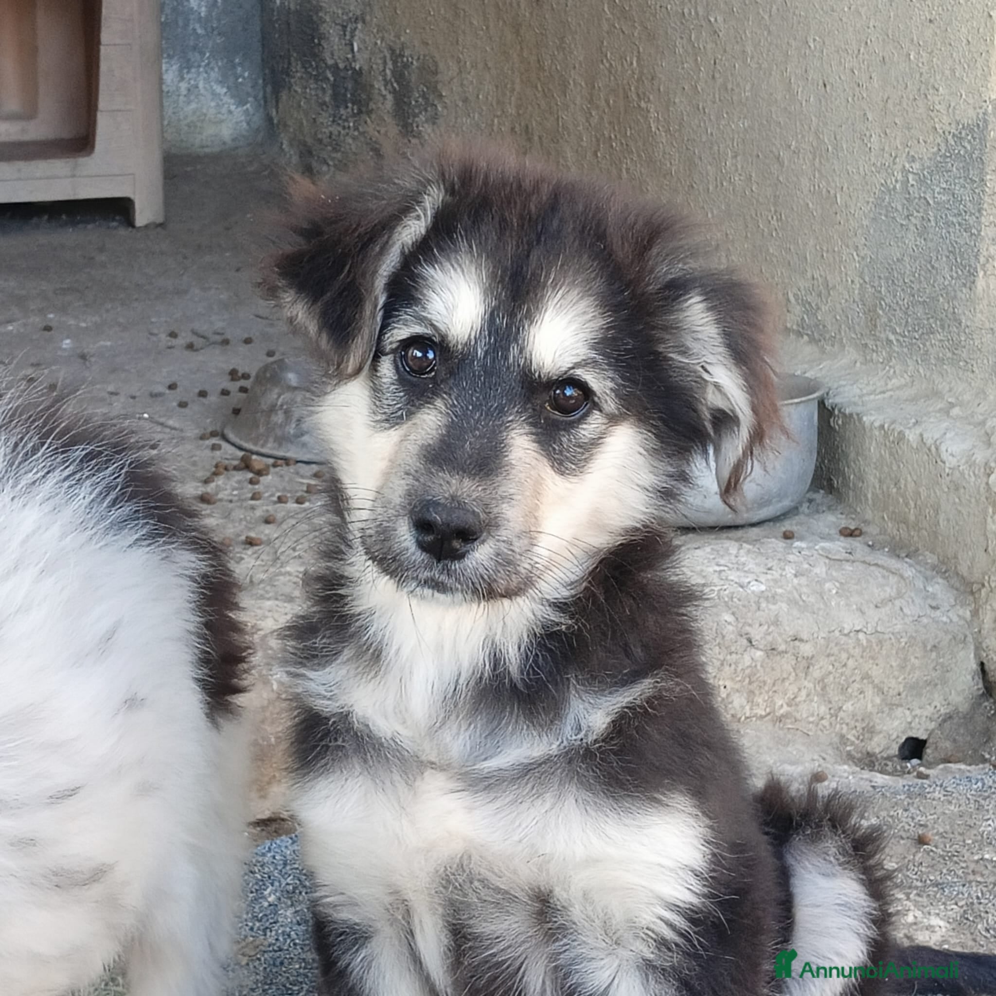 Meticcio cani  SUSY - Annuncio 30