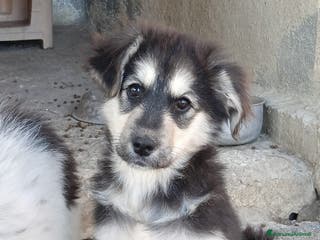 Meticcio cani SUSY - Annuncio 30