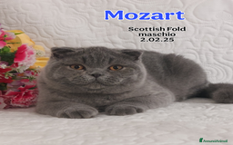 Scottish gatti in vendita: Scottish Fold/Straight  e British  a Città Metropolitana di Torino - Immagine 1