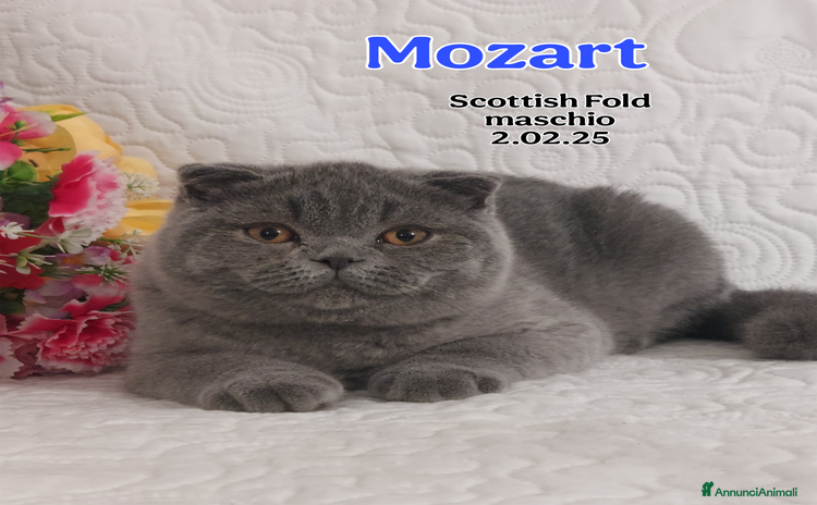 Scottish gatti a Città Metropolitana di Torino - Annuncio 15