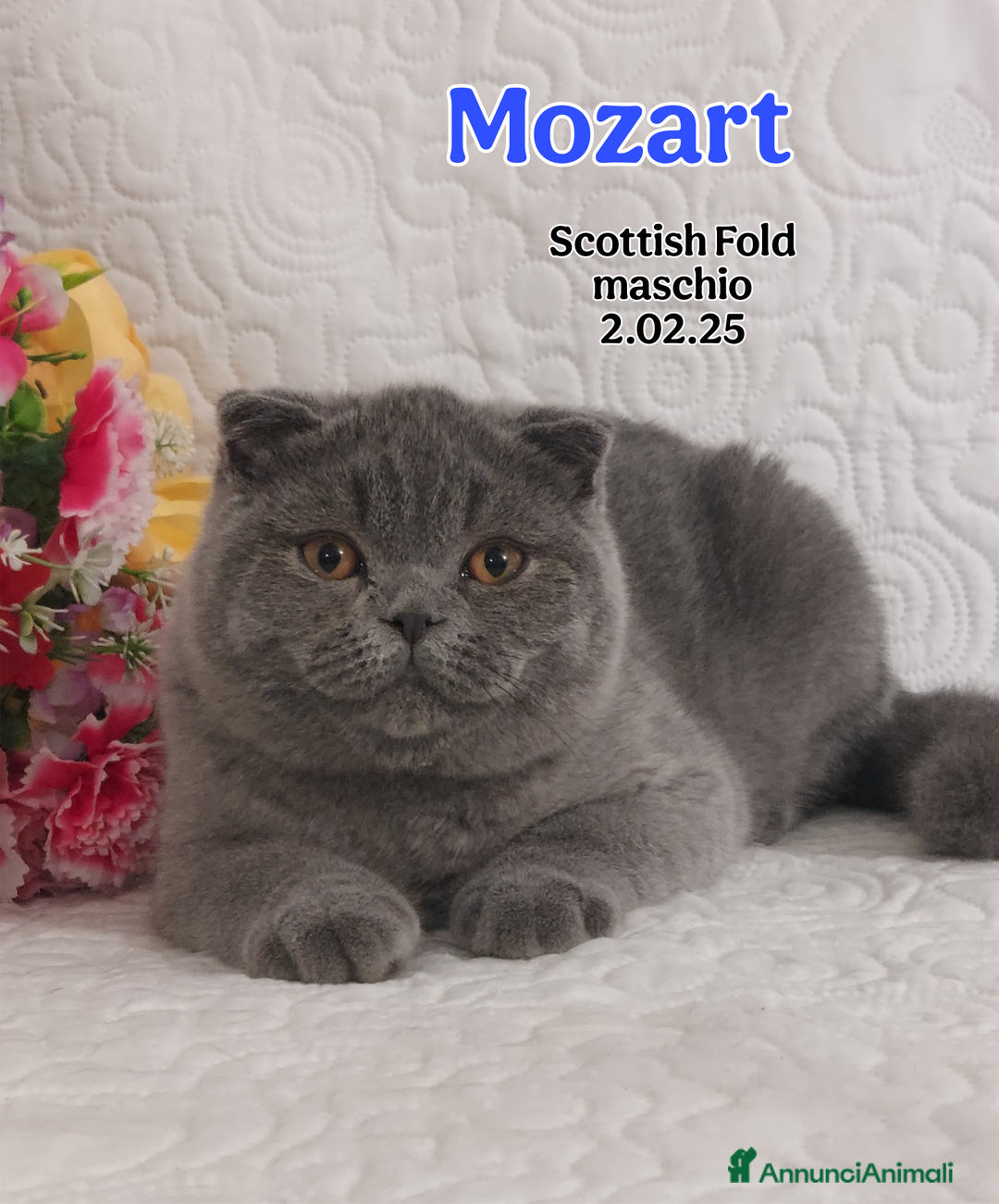 Scottish gatti in vendita: Scottish Fold/Straight  e British  a Città Metropolitana di Torino - Immagine 1