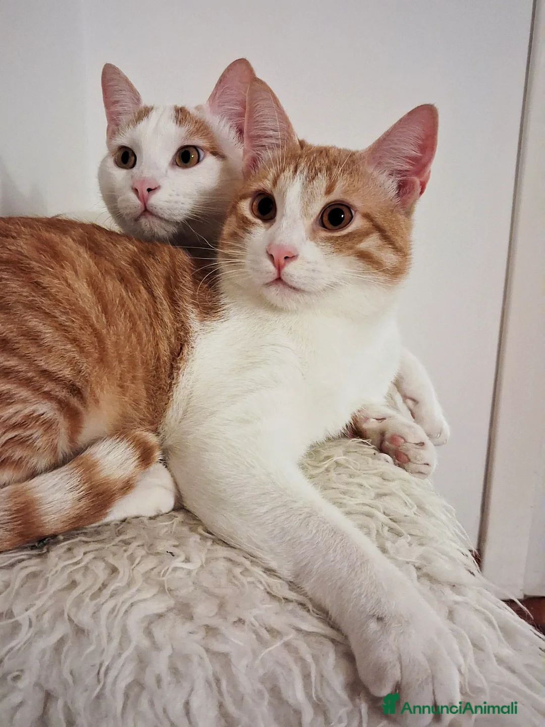 Europeo gatti in regalo: CI VOGLIONO SEPARARE !!! - Annuncio 6