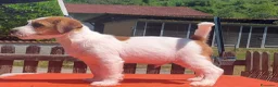 Jack Russell cani in vendita: Cuccioli Jack Russell ruvido - Annuncio 4