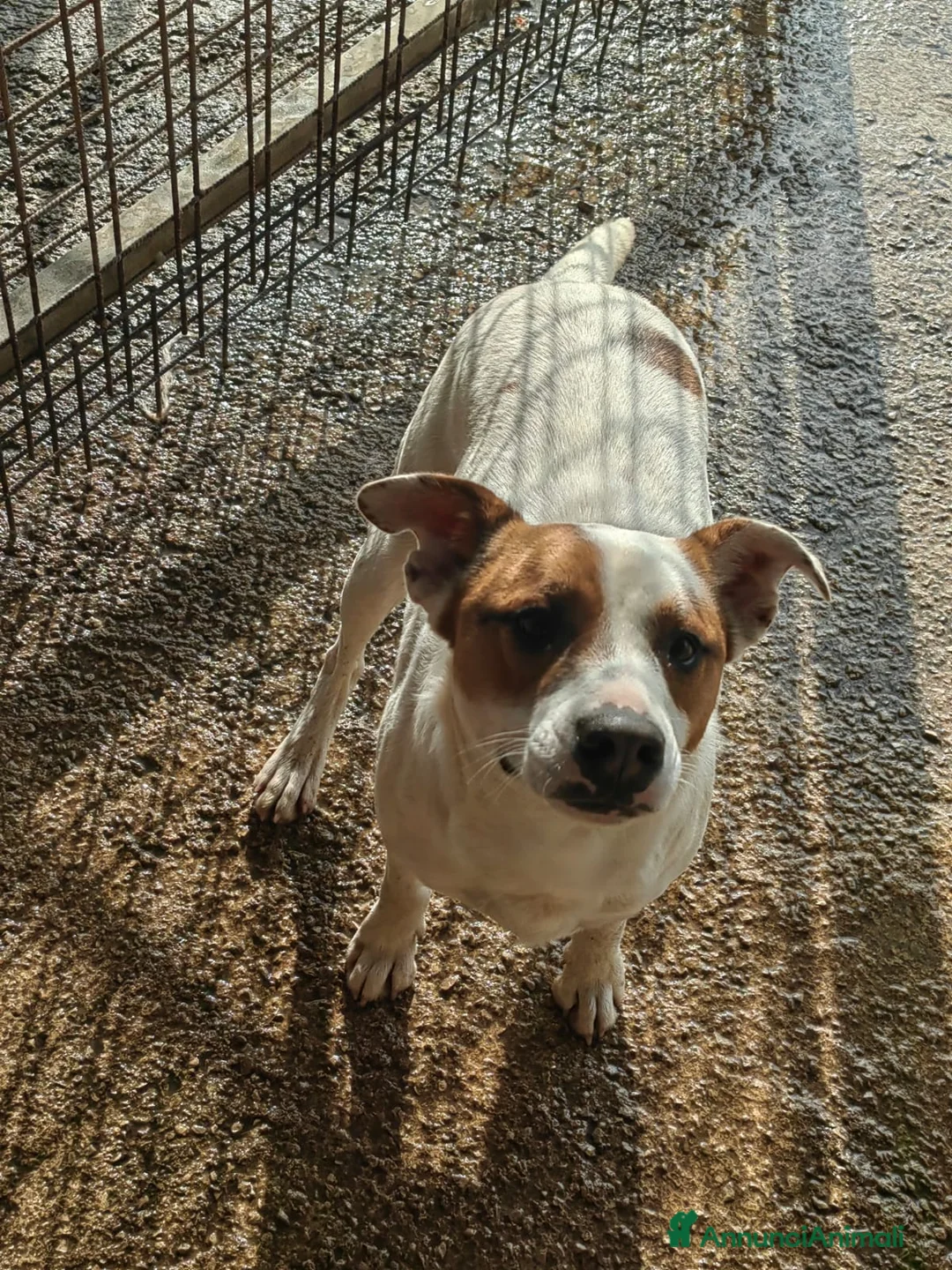 Meticcio cani in regalo: Loky: 10 mesi, taglia contenuta, socievole  - Annuncio 16