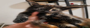 Maine Coon 7