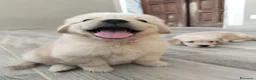 Golden Retriever cani in vendita: Golden retriever americano  - Annuncio 6